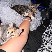 Bubba is registered to the contest to win money with this photo: kitten, cat, pet, fluffy_pillow, human_arm, bracelet, laptop, blanket, indoor, resting, sleeping, curious, striped_cat, calico_cat, feline, bed, cozy, cute, domestic_animal, relaxing
