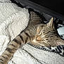 Bubba is registered to the contest to win money with this photo: cat, tabby, sleeping, blanket, cozy, fur, whiskers, indoor, pet, relaxed, resting, animal, cute, striped, claws, paw, snuggled, soft, napping, feline