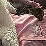 Bubba is registered to the contest to win money with this photo: cat, sleeping, tabby, pink_hoodie, blanket, cozy, indoor, resting, fur, pet, soft, fabric, warm, relaxation, closeup, comfort, cute, domestic_animal, nap, textile