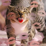 Bubba joined the competition — help win amazing prizes! cat, tabby, tongue_out, kiss_marks, lipstick, glass, pet, whiskers, close_up, playful, indoor, blurred_background, cozy, fur, nose, eyes_closed, domestic_animal, paw, smudge, blanket