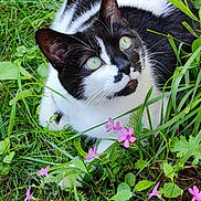 Nina a rejoint le concours — aidez-le/la à gagner de superbes lots ! animal, black_and_white, cat, close_up, curious, cute, daylight, flora, flowers, fur, garden, grass, greenery, looking_up, nature, outdoor, pet, pink_flowers, sitting, whiskers
