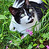 animal, black_and_white, cat, close_up, curious, cute, daylight, flora, flowers, fur, garden, grass, greenery, looking_up, nature, outdoor, pet, pink_flowers, sitting, whiskers