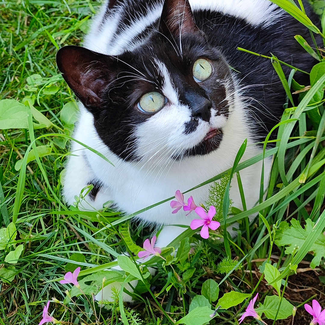 Nina a rejoint le concours — aidez-le/la à gagner de superbes lots ! animal, black_and_white, cat, close_up, curious, cute, daylight, flora, flowers, fur, garden, grass, greenery, looking_up, nature, outdoor, pet, pink_flowers, sitting, whiskers