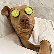 Missy is registered to the contest to win money with this photo: animal, bathroom, bathtub, brown_dog, canine, closeup, cucumber_slices, cute, dog, funny, indoor, pampered, paw, pet, relaxed, resting, spa, towel, wellness, white_tiles