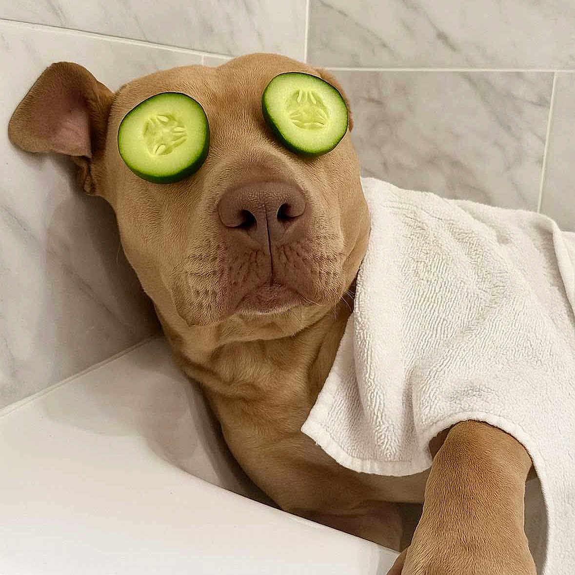 Missy is registered to the contest to win money with this photo: animal, bathroom, bathtub, brown_dog, canine, closeup, cucumber_slices, cute, dog, funny, indoor, pampered, paw, pet, relaxed, resting, spa, towel, wellness, white_tiles