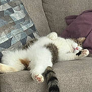 Susan is registered to the contest to win money with this photo: cat, sleeping_cat, sofa, couch, cushion, blanket, paw, paw_pad, whiskers, fur, indoor, cozy, nap, domestic_cat, tabby, white_fur, pink_nose, tail, relaxed, upholstery