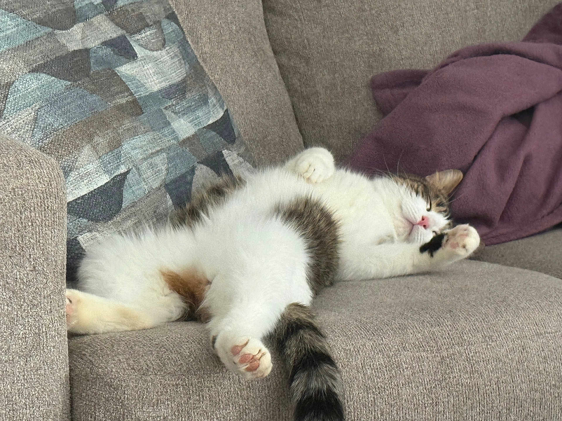 Susan is registered to the contest to win money with this photo: cat, sleeping_cat, sofa, couch, cushion, blanket, paw, paw_pad, whiskers, fur, indoor, cozy, nap, domestic_cat, tabby, white_fur, pink_nose, tail, relaxed, upholstery