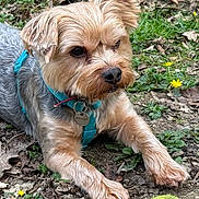 Tchoupy participe au concours pour gagner de l'argent avec cette photo : dog, small_dog, yorkshire_terrier, puppy, pet, outdoor, grass, dirt, leaves, yellow_flower, harness, blue_harness, portrait, closeup, muzzle, paw, eye, fur, collar, name_tag