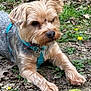 dog, small_dog, yorkshire_terrier, puppy, pet, outdoor, grass, dirt, leaves, yellow_flower, harness, blue_harness, portrait, closeup, muzzle, paw, eye, fur, collar, name_tag