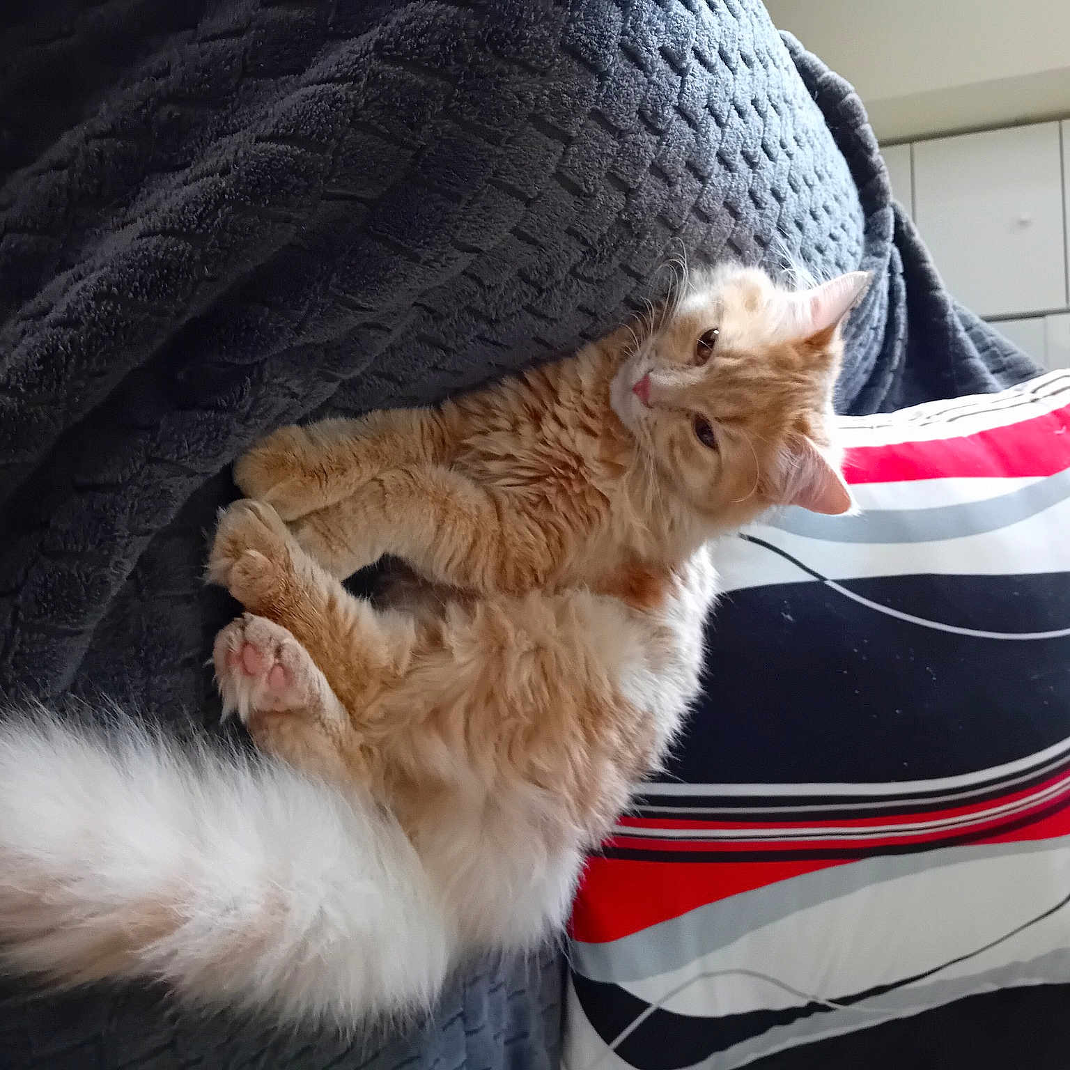 Canaillou a rejoint le concours — aidez-le/la à gagner de superbes lots ! canidae, carnivore, cat, claw, comfort, companion_dog, couch, dog_breed, fawn, felidae, fur, lap, nap, paw, small_to_medium_sized_cats, snout, sporting_group, tail, textile, whiskers