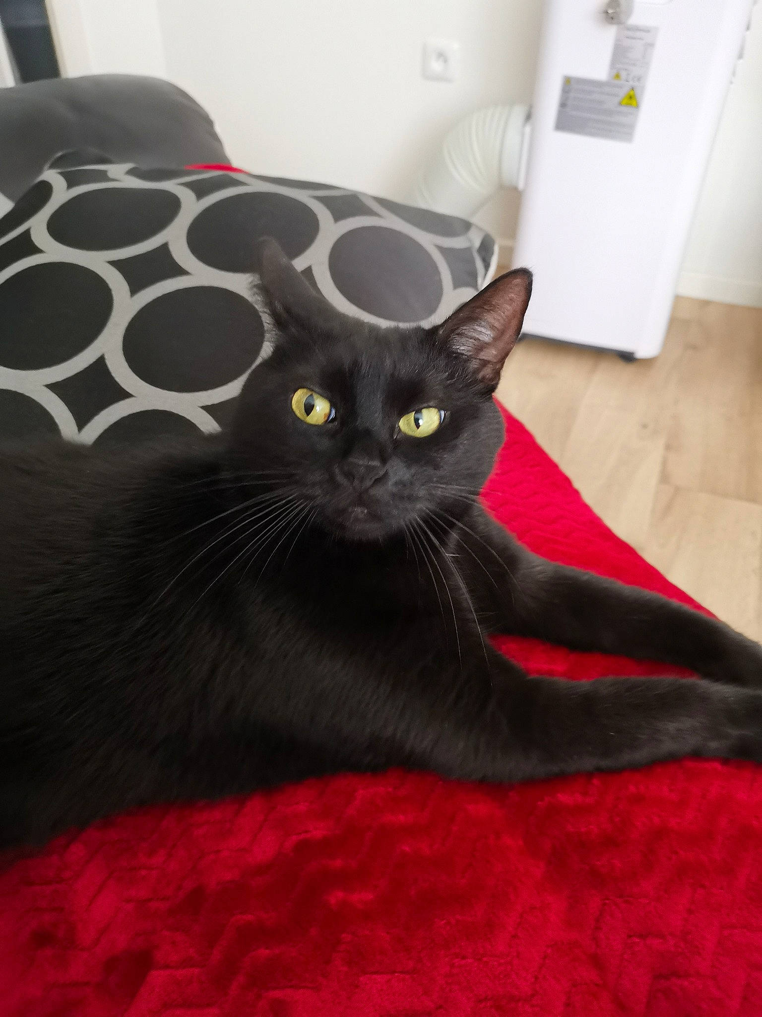 Choupette participe au concours pour gagner de l'argent avec cette photo : asian, black, black_cat, bombay, british_shorthair, burmese, carnivore, cat, domestic_short_haired_cat, felidae, fur, kitten, korat, mammal, russian_blue, small_to_medium_sized_cats, whiskers