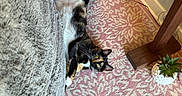 Paisley joined the competition — help win amazing prizes! cat, calico_cat, rug, pink_rug, flower_pot, pink_roses, succulent, plant, blanket, gray_blanket, wooden_floor, wooden_table_leg, indoor, pet, relaxed, lying_down, home, decor, cozy, furniture