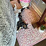 cat, calico_cat, rug, pink_rug, flower_pot, pink_roses, succulent, plant, blanket, gray_blanket, wooden_floor, wooden_table_leg, indoor, pet, relaxed, lying_down, home, decor, cozy, furniture