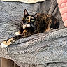 Paisley joined the competition — help win amazing prizes! cat, tortoiseshell_cat, pet, feline, animal, indoor, blanket, plush, gray, pink, pillow, relaxed, stretching, fur, whiskers, chair, cozy, wood_floor, domestic_animal, resting