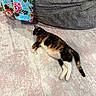 Paisley joined the competition — help win amazing prizes! cat, calico_cat, sleeping, indoor, rug, blanket, floral_pattern, cushion, cozy, relaxation, pet, fur, whiskers, paw, tail, soft_texture, home_interior, resting, animal, comfort