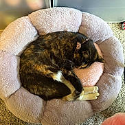 Paisley joined the competition — help win amazing prizes! cat, sleeping, pet_bed, tortoiseshell_cat, fur, pink_bed, cozy, curled_up, indoor, carpet, resting, paw, cute, animal, collar, soft, fluffy, relaxation, domestic_cat, quiet