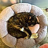 cat, sleeping, pet_bed, tortoiseshell_cat, fur, pink_bed, cozy, curled_up, indoor, carpet, resting, paw, cute, animal, collar, soft, fluffy, relaxation, domestic_cat, quiet