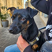Vachette participe au concours pour gagner de l'argent avec cette photo : animal, black_dog, calm, canine, close_up, cobblestone, companion, daylight, dog, hoodie, jeans, leash, outdoor, person_hand, pet, sitting, small_dog, street, tan_markings, urban