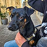 dog, small_dog, black_dog, tan_markings, pet, close_up, person_hand, hoodie, jeans, outdoor, urban, cobblestone, street, daylight, animal, companion, canine, sitting, leash, calm
