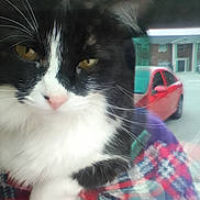 Mille is registered to the contest to win money with this photo: cat, black_and_white, close_up, whiskers, window, reflection, blanket, plaid, car, red_car, outdoor, fur, pet, animal, face, yellow_eyes, nose, indoor, cozy, soft