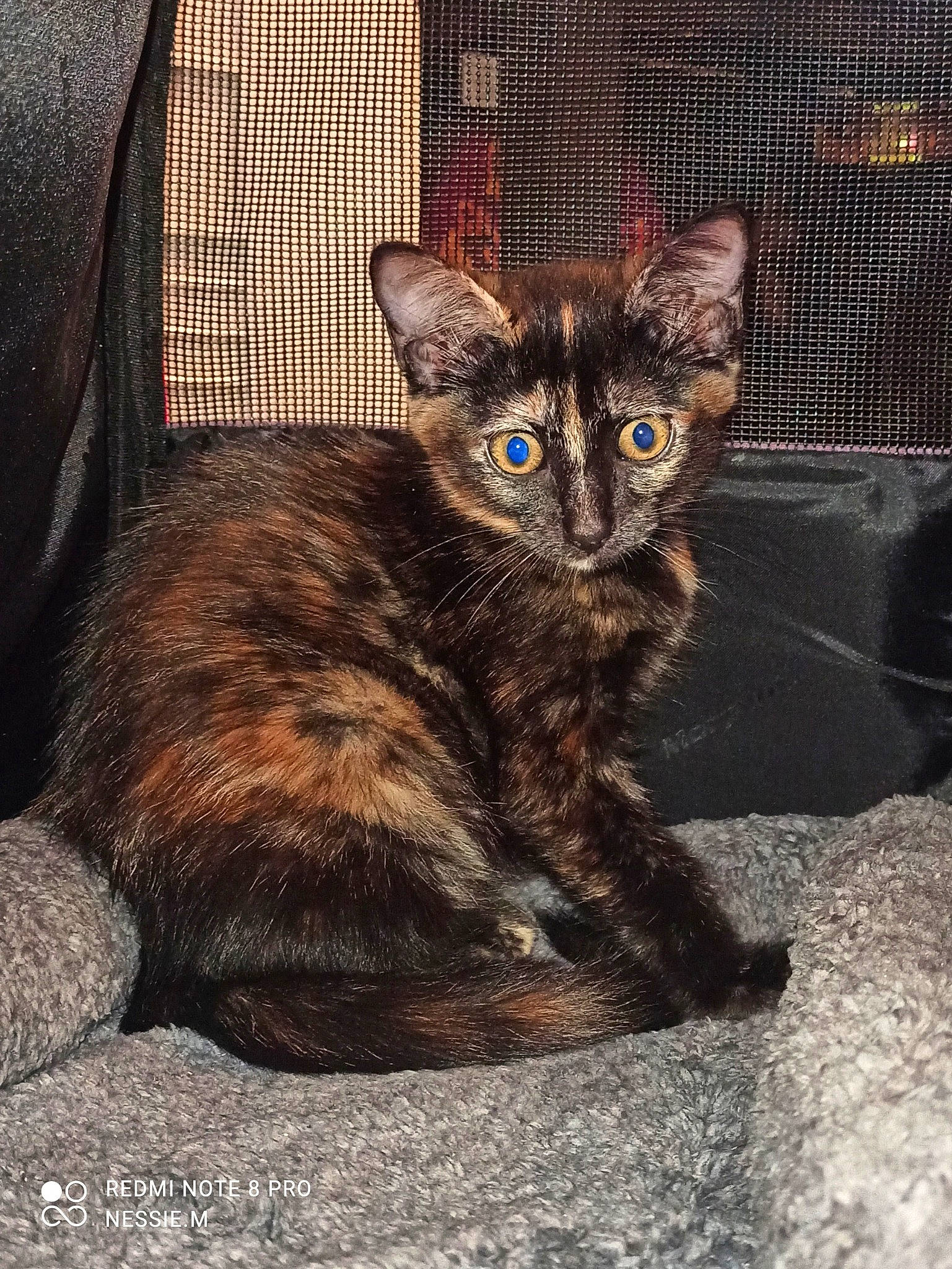 Orphée a rejoint le concours — aidez-le/la à gagner de superbes lots ! carnivore, cat, claw, comfort, domestic_short_haired_cat, door, fawn, felidae, fur, iris, paw, sitting, small_to_medium_sized_cats, snout, tail, terrestrial_animal, whiskers, wildlife