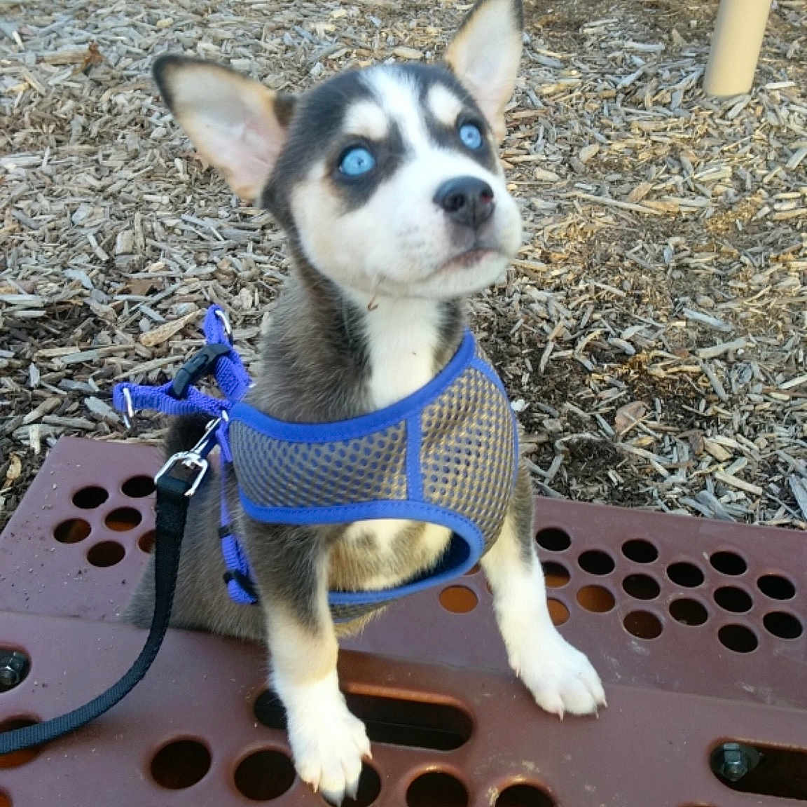 Annika is registered to the contest to win money with this photo: alaskan_klee_kai, canidae, carnivore, companion_dog, corgi_chihuahua, dog, dog_breed, fawn, mammal, miniature_fox_terrier, miniature_siberian_husky, norwegian_lundehund, puppy, rare_breed_dog, siberian_husky, snout, vertebrate, whiskers