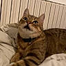Prince participe au concours pour gagner de l'argent avec cette photo : animal, bed, blanket, cat, collar, curious, cute, domestic, feline, fur, indoor, mammal, paw, pet, radiator, resting, striped, tabby, whiskers, window