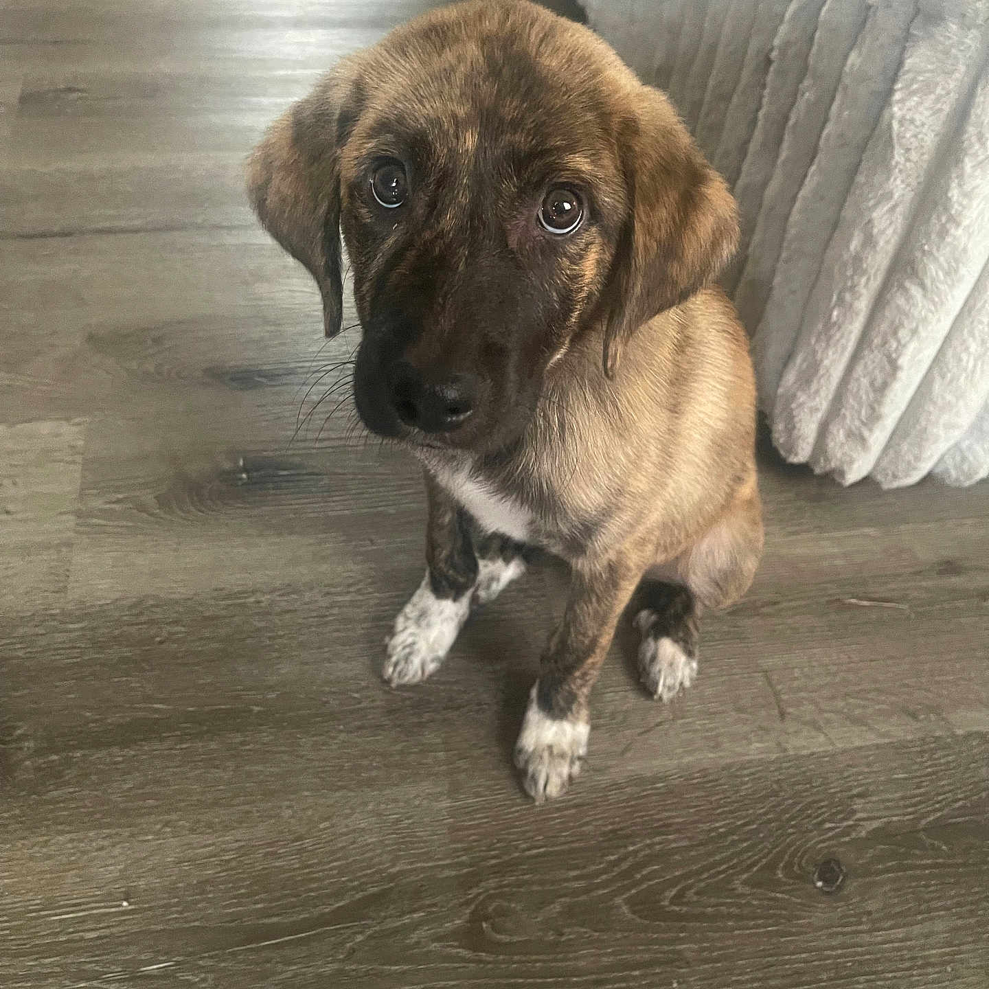Luna is registered to the contest to win money with this photo: adorable, animal, brindle, companion, couch, cute, dog, domestic, ears, floor, fur, indoor, looking_up, pet, puppy, sitting, texture, whiskers, wooden_floor, young_dog