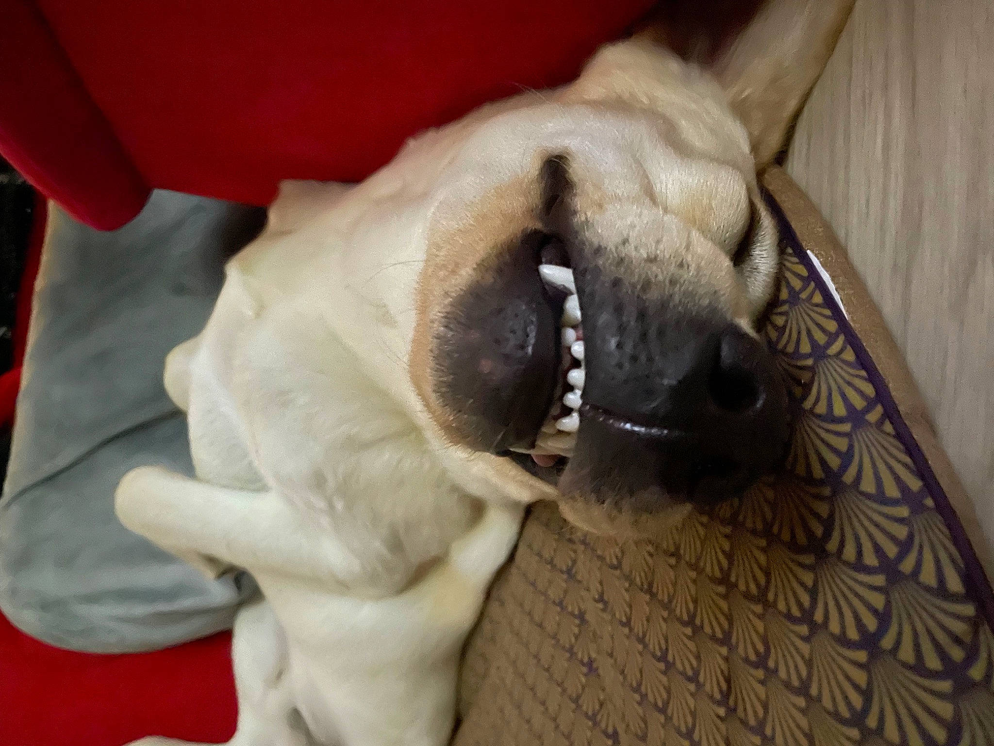 Miros participe au concours pour gagner de l'argent avec cette photo : carnivore, claw, collar, companion_dog, dog, dog_breed, dog_collar, ear, fawn, felidae, fur, gesture, paw, small_to_medium_sized_cats, sporting_group, tail, vertebrate, whiskers, working_animal, wrinkle