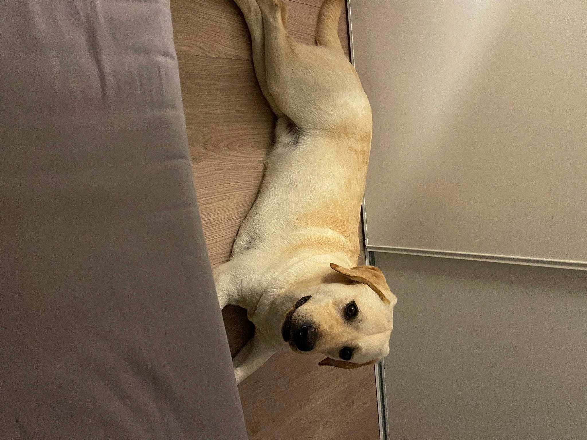 Miros a rejoint le concours — aidez-le/la à gagner de superbes lots ! canidae, carnivore, comfort, companion_dog, dog, dog_breed, dog_supply, fawn, flooring, foot, fur, hardwood, paw, pet_supply, snout, sporting_group, tail, terrestrial_animal, wood, working_animal