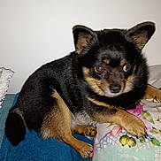Bonnie a rejoint le concours — aidez-le/la à gagner de superbes lots ! dog, small_dog, black_fur, tan_fur, pet, animal, indoor, blanket, cushion, curious, sideways_gaze, paw, fur, resting, cozy, companion, domestic, cute, closeup, portrait