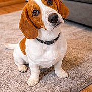 Ranger is registered to the contest to win money with this photo: beagle, dog, puppy, pet, indoor, carpet, floor, wooden_floor, collar, brown, white, cute, ears, sitting, looking, head_tilt, animal, domestic, house, furniture