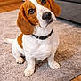 beagle, dog, puppy, pet, indoor, carpet, floor, wooden_floor, collar, brown, white, cute, ears, sitting, looking, head_tilt, animal, domestic, house, furniture