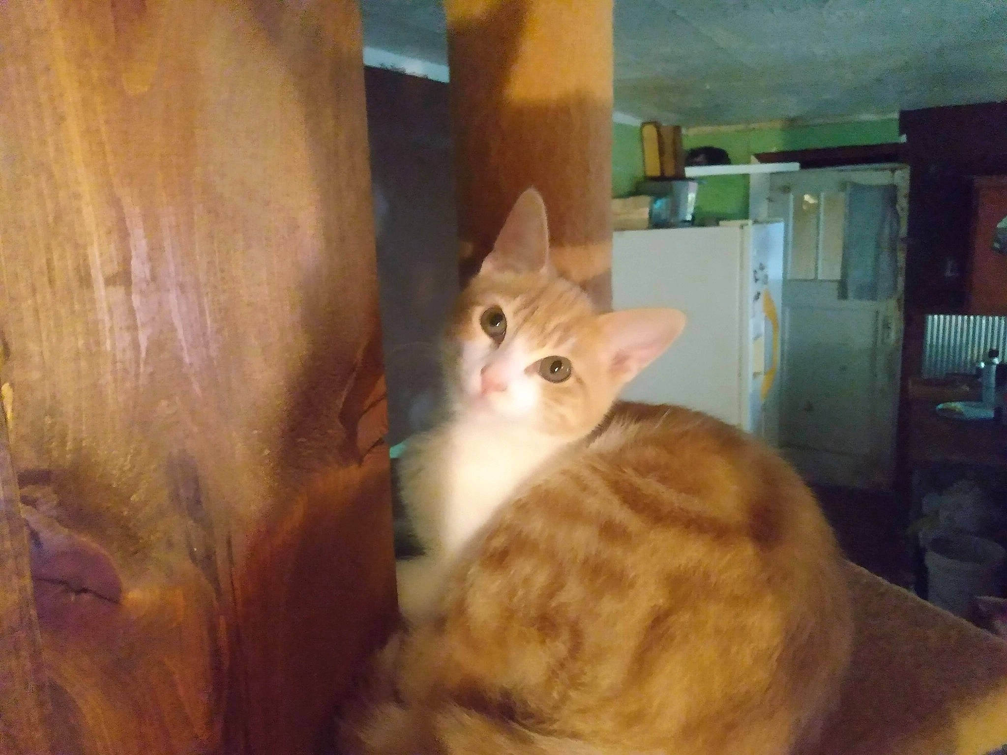 Tucker is registered to the contest to win money with this photo: carnivore, cat, domestic_short_haired_cat, fawn, felidae, flooring, fur, hardwood, iris, paw, room, small_to_medium_sized_cats, snout, tail, tree, varnish, whiskers, wood, wood_stain