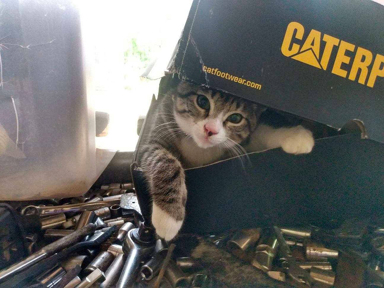 Trooper joined the competition — help win amazing prizes! automotive_exterior, automotive_tire, carnivore, cat, domestic_short_haired_cat, eyewear, felidae, font, fur, gas, metal, paw, photo_caption, plant, small_to_medium_sized_cats, snout, tail, vertebrate, whiskers, wood