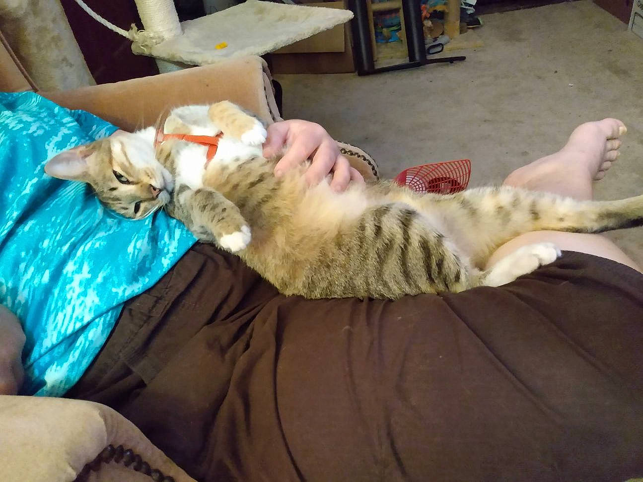 Nala joined the competition — help win amazing prizes! box, canidae, carnivore, cat, claw, comfort, domestic_short_haired_cat, felidae, fur, jaw, lap, linens, mammal, nap, paw, room, small_to_medium_sized_cats, sporting_group, tail, whiskers