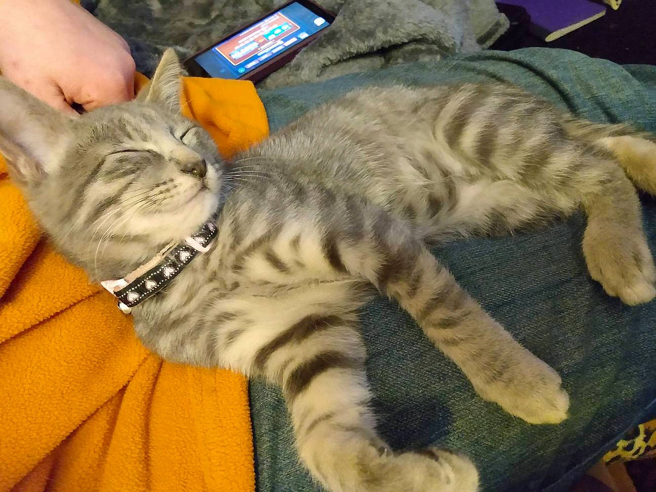 Gem joined the competition — help win amazing prizes! carnivore, cat, claw, comfort, domestic_short_haired_cat, felidae, fur, lap, nap, paw, small_to_medium_sized_cats, snout, tail, terrestrial_animal, whiskers