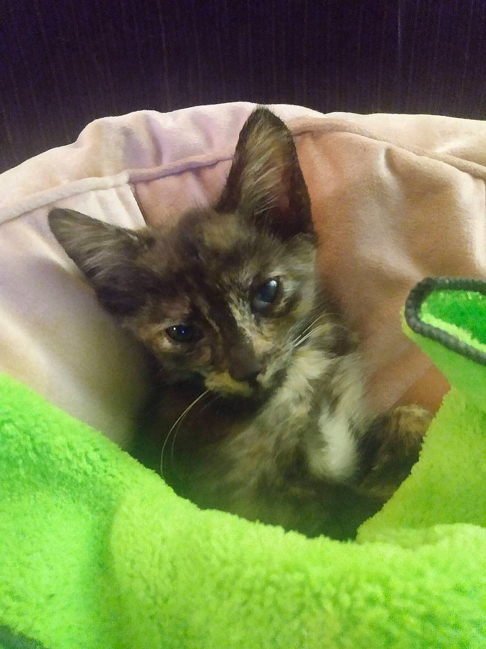 Mudbug is registered to the contest to win money with this photo: black_cat, carnivore, cat, cat_bed, cat_supply, claw, comfort, domestic_short_haired_cat, eye, fawn, felidae, fur, green, linens, plant, small_to_medium_sized_cats, snout, tail, terrestrial_animal, whiskers