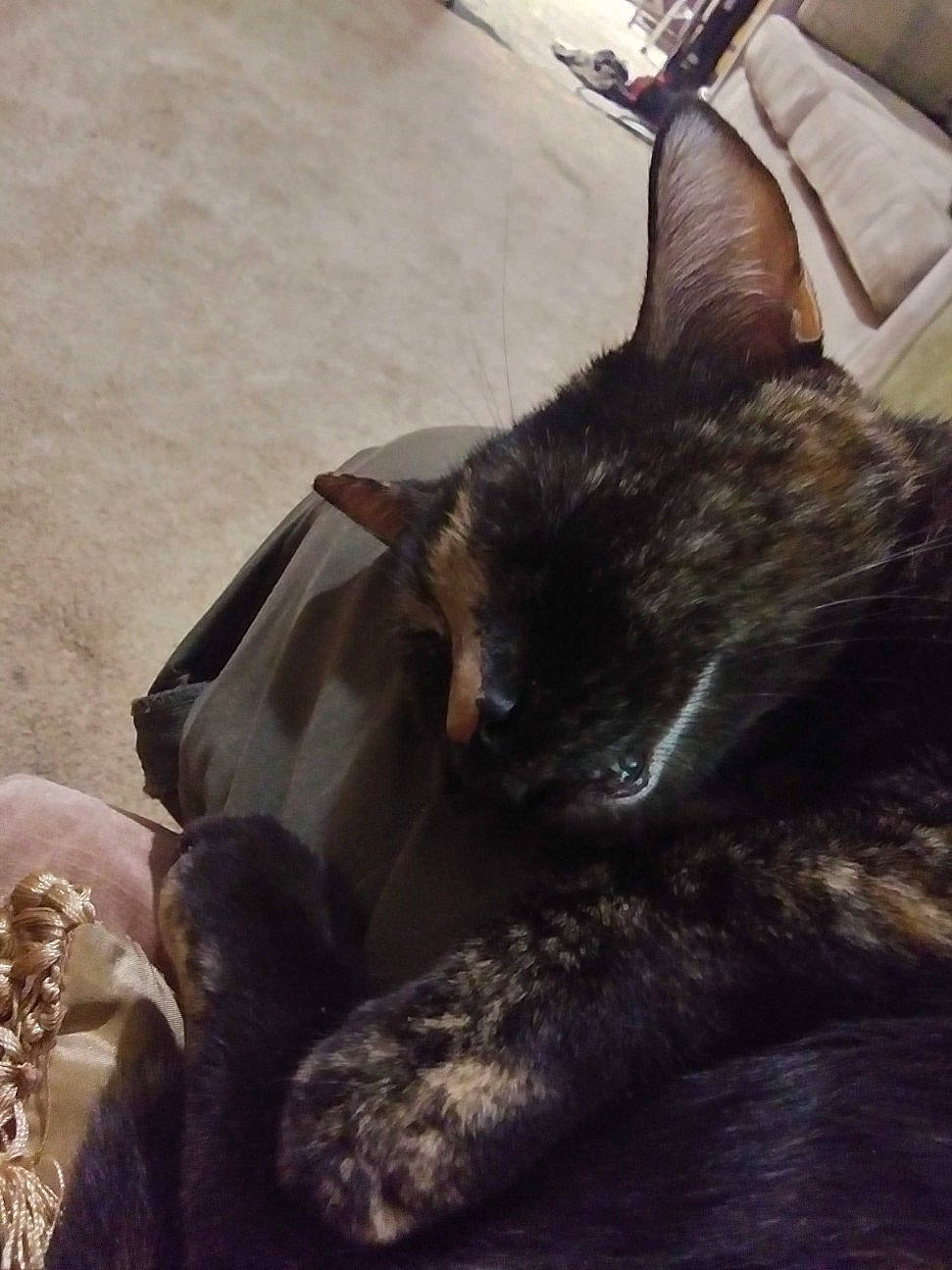 Itty joined the competition — help win amazing prizes! black_cat, canidae, carnivore, cat, cloud, comfort, dog_breed, domestic_short_haired_cat, felidae, fur, grey, metal, nap, room, sky, small_to_medium_sized_cats, square, tail, whiskers, wood