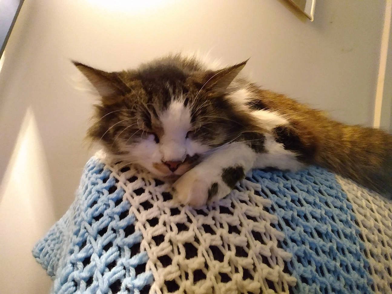 Booger is registered to the contest to win money with this photo: carnivore, cat, claw, comfort, domestic_short_haired_cat, felidae, flooring, fur, hardwood, pattern, paw, small_to_medium_sized_cats, snout, tail, textile, whiskers, wood, wool, woolen, woven_fabric