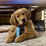 puppy, golden_retriever, dog, toy, blue_toy, carpet, table, wooden_table, shoes, indoor, pet, cute, fur, collar, tag, head_tilt, curious, floor, cozy, home