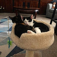 Guero joined the competition — help win amazing prizes! animal, architecture, building, cat, computerhardware, couch, electronics, furniture, hardware, indoors, interiordesign, livingroom, monitor, pet, plant, pottedplant, room, screen, toy, tv