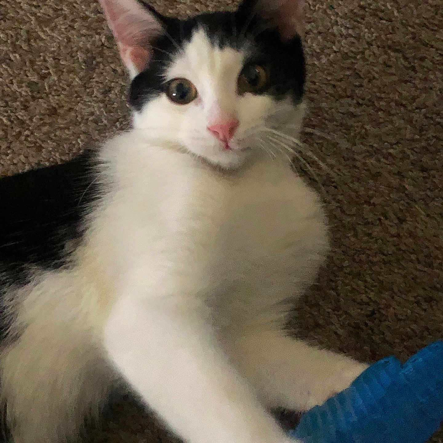 Guero is registered to the contest to win money with this photo: abyssinian, accessories, angora, animal, brush, cat, citrusfruit, device, food, fruit, kitten, leash, manx, orange, pet, siamese, strap, tool, toy, white