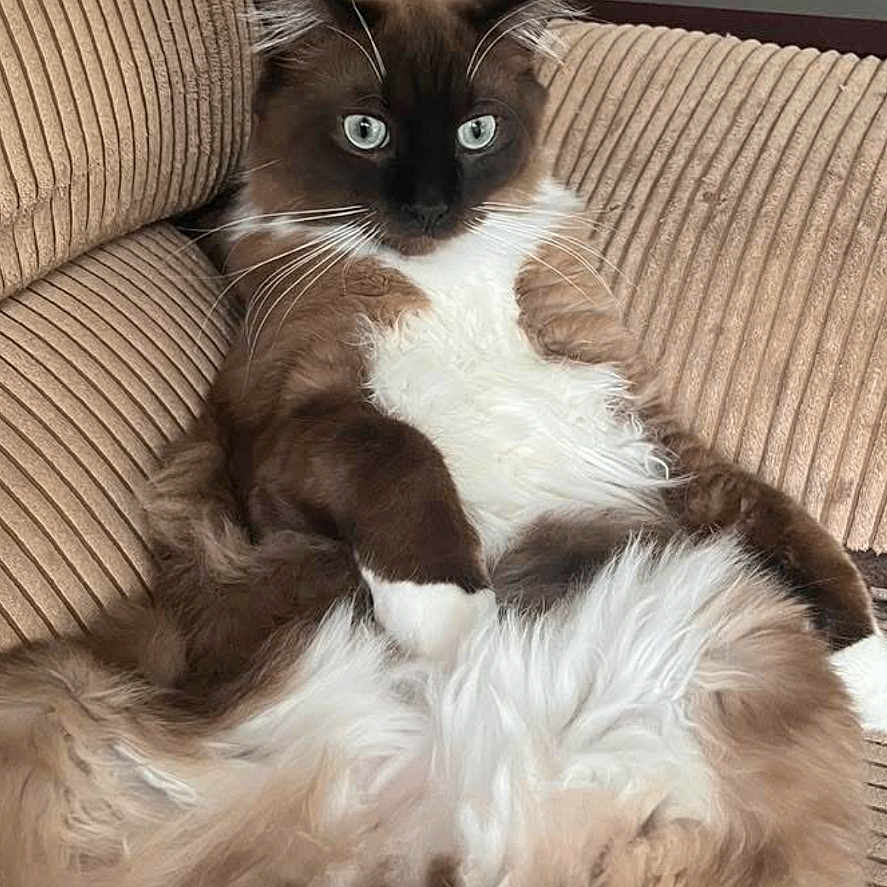 Andy joined the competition — help win amazing prizes! cat, fluffy, lounging, beige, corduroy, couch, indoor, pet, feline, white_fur, brown_fur, relaxed, long_hair, whiskers, ears, tail, domestic_animal, household, lamp, doily