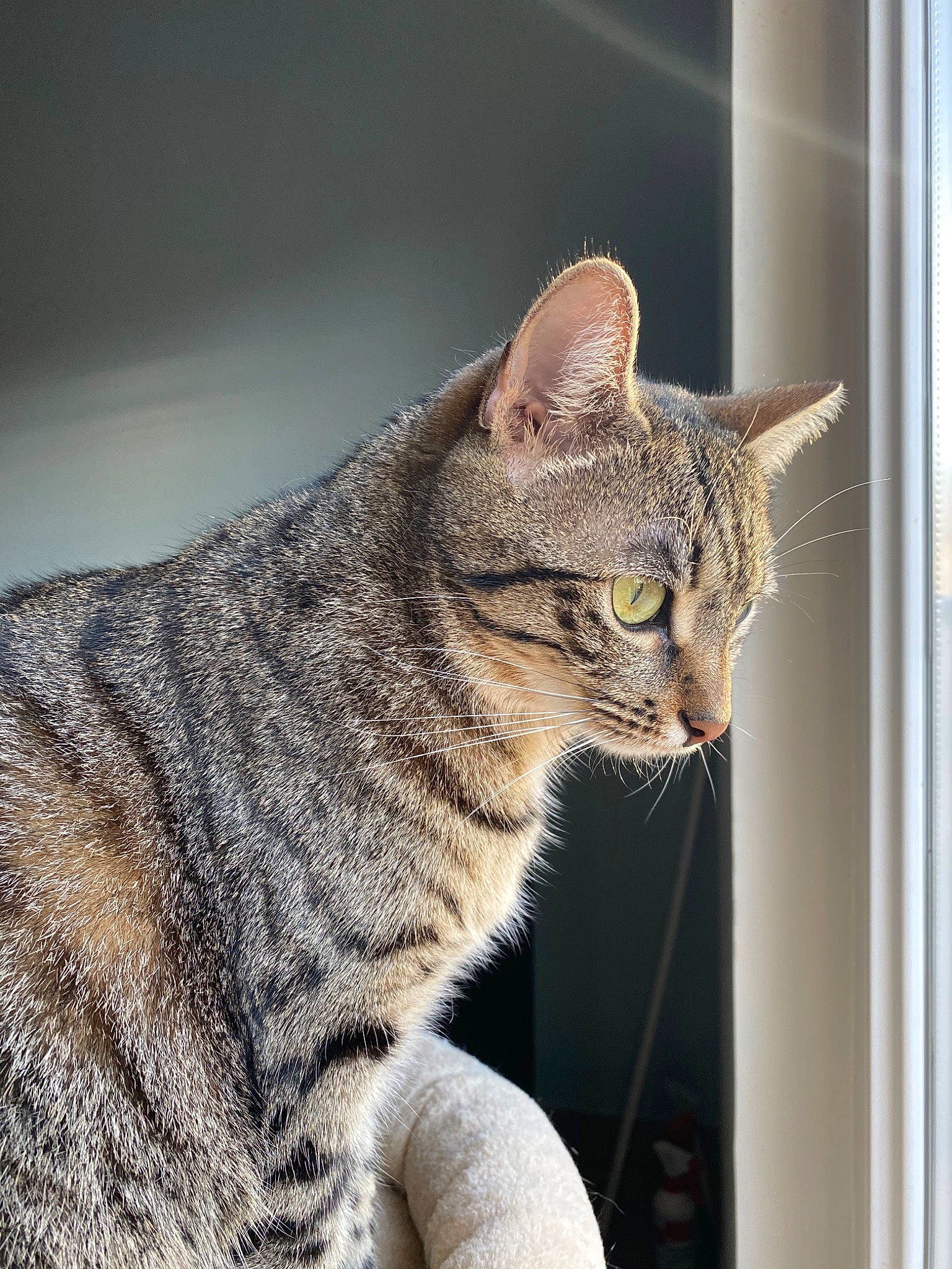 Orka participe au concours pour gagner de l'argent avec cette photo : american_shorthair, asian, australian_mist, california_spangled, carnivore, cat, chausie, domestic_short_haired_cat, dragon_li, european_shorthair, felidae, fur, mammal, ocicat, pixie_bob, small_to_medium_sized_cats, snout, tabby_cat, whiskers, window