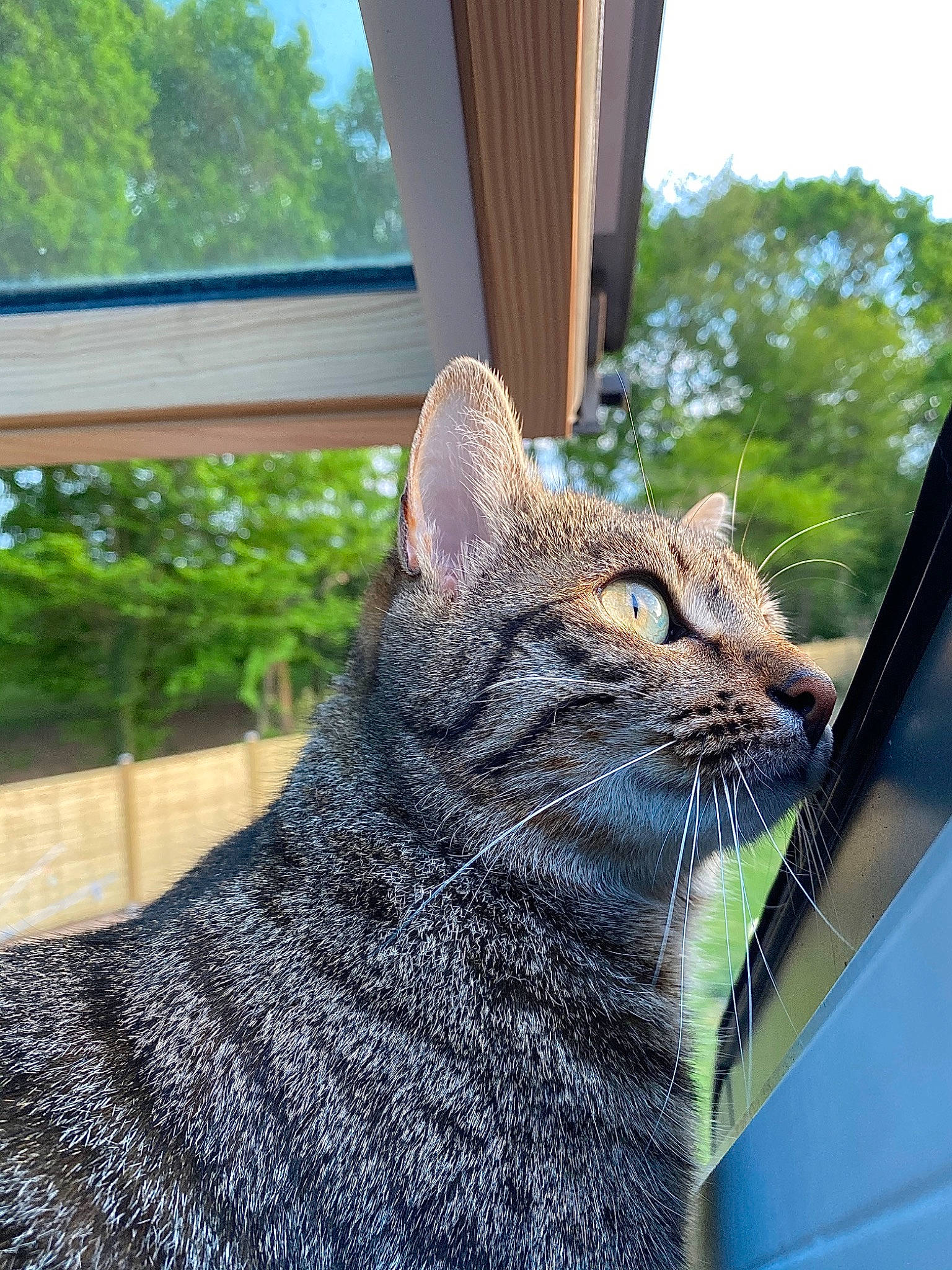 Orka a rejoint le concours — aidez-le/la à gagner de superbes lots ! american_shorthair, asian, california_spangled, carnivore, cat, chausie, domestic_short_haired_cat, dragon_li, european_shorthair, felidae, german_rex, grass, ocicat, pixie_bob, plant, small_to_medium_sized_cats, tabby_cat, tree, whiskers, window