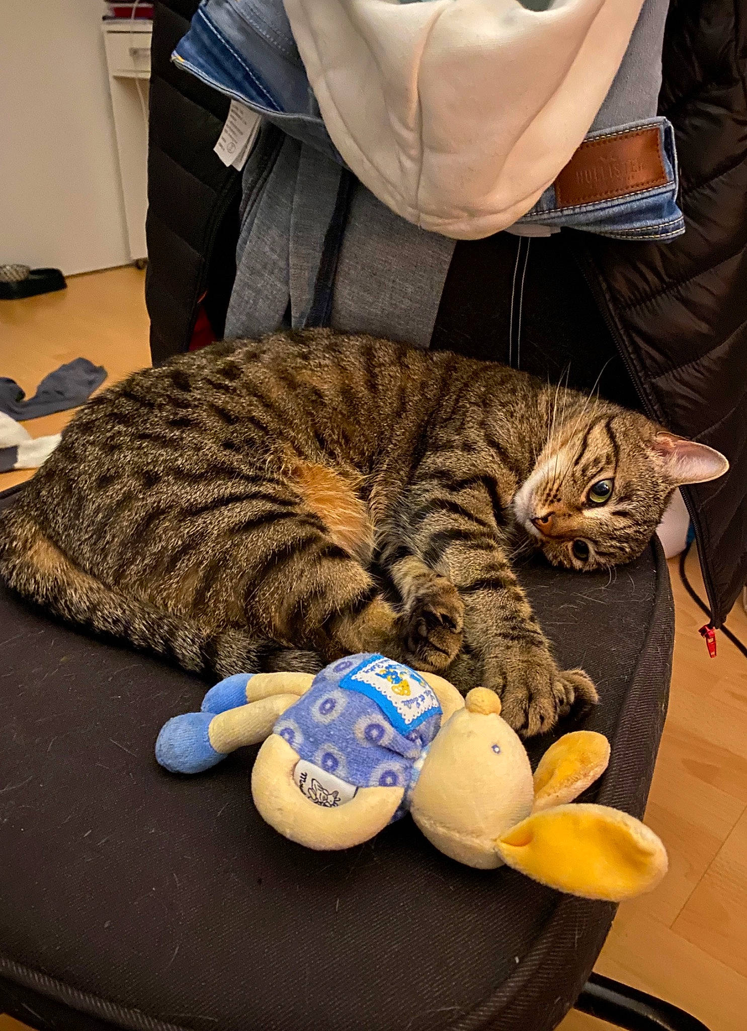 Orka participe au concours pour gagner de l'argent avec cette photo : american_shorthair, asian, california_spangled, carnivore, cat, domestic_short_haired_cat, dragon_li, european_shorthair, felidae, ocicat, paw, pixie_bob, small_to_medium_sized_cats, tabby_cat, toyger, whiskers