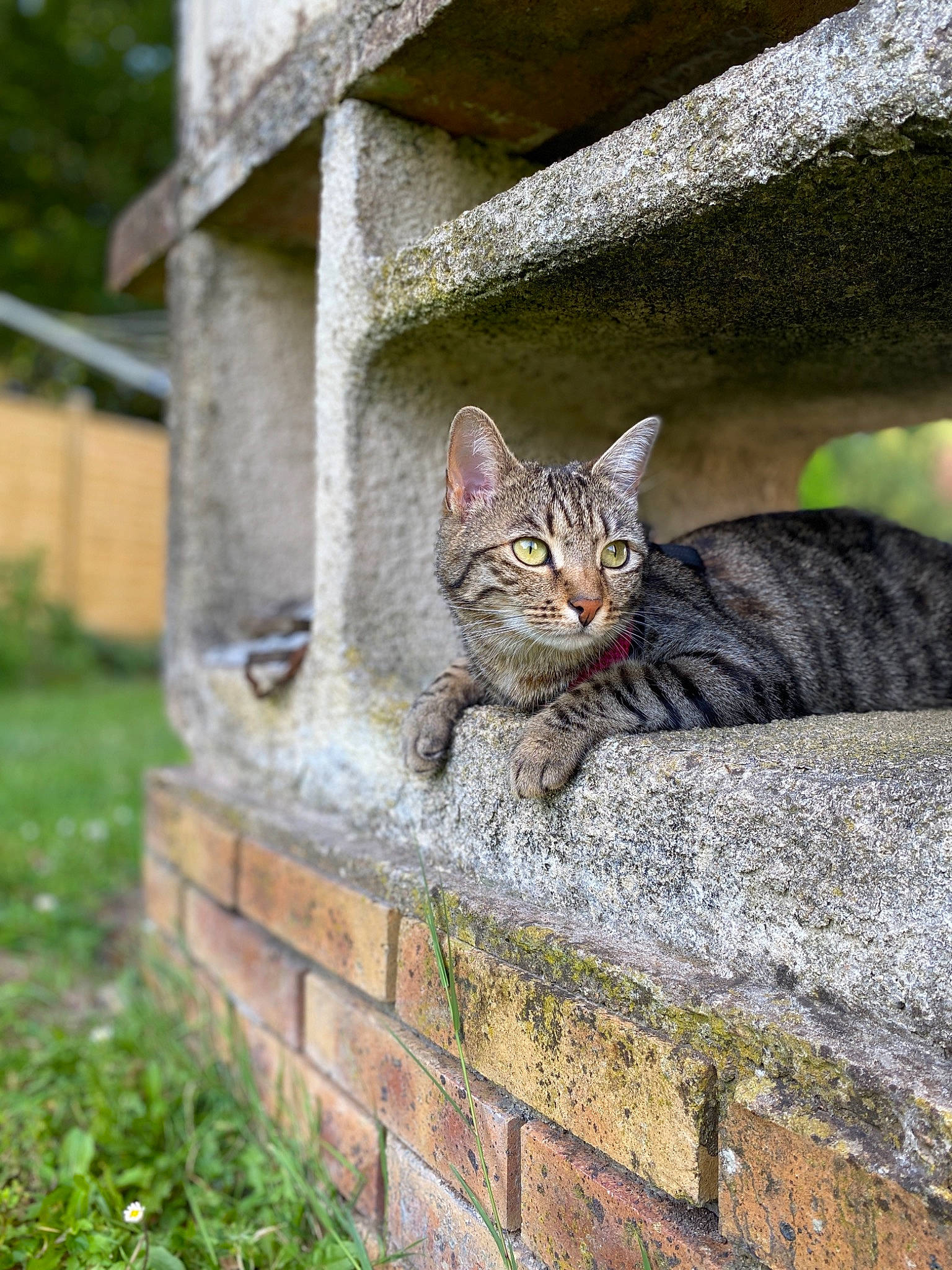 Orka a rejoint le concours — aidez-le/la à gagner de superbes lots ! aegean_cat, asian, bengal, carnivore, cat, domestic_short_haired_cat, dragon_li, european_shorthair, felidae, grass, mammal, ocicat, small_to_medium_sized_cats, snout, stone_wall, tabby_cat, tree, whiskers, wild_cat, wildlife