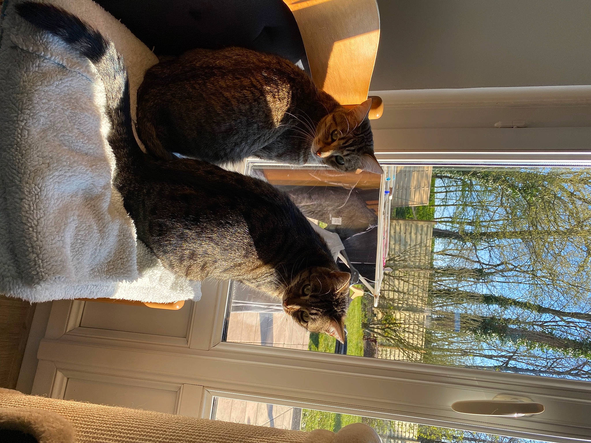 Orka a rejoint le concours — aidez-le/la à gagner de superbes lots ! carnivore, cat, felidae, interior_design, room, small_to_medium_sized_cats, tail, whiskers, window