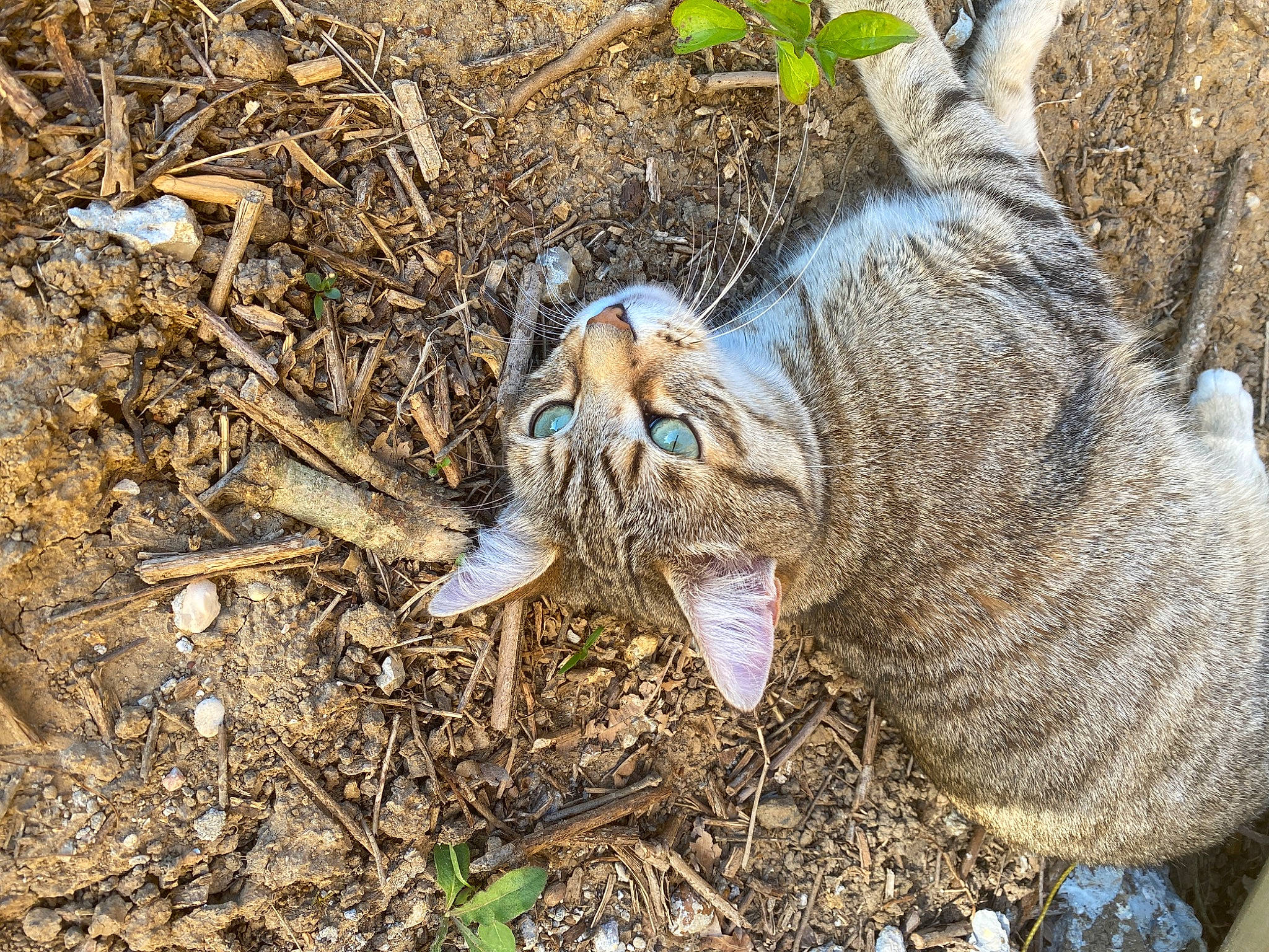 Oslo participe au concours pour gagner de l'argent avec cette photo : carnivore, cat, european_shorthair, felidae, organism, plant, small_to_medium_sized_cats, soil, tabby_cat, whiskers, wild_cat